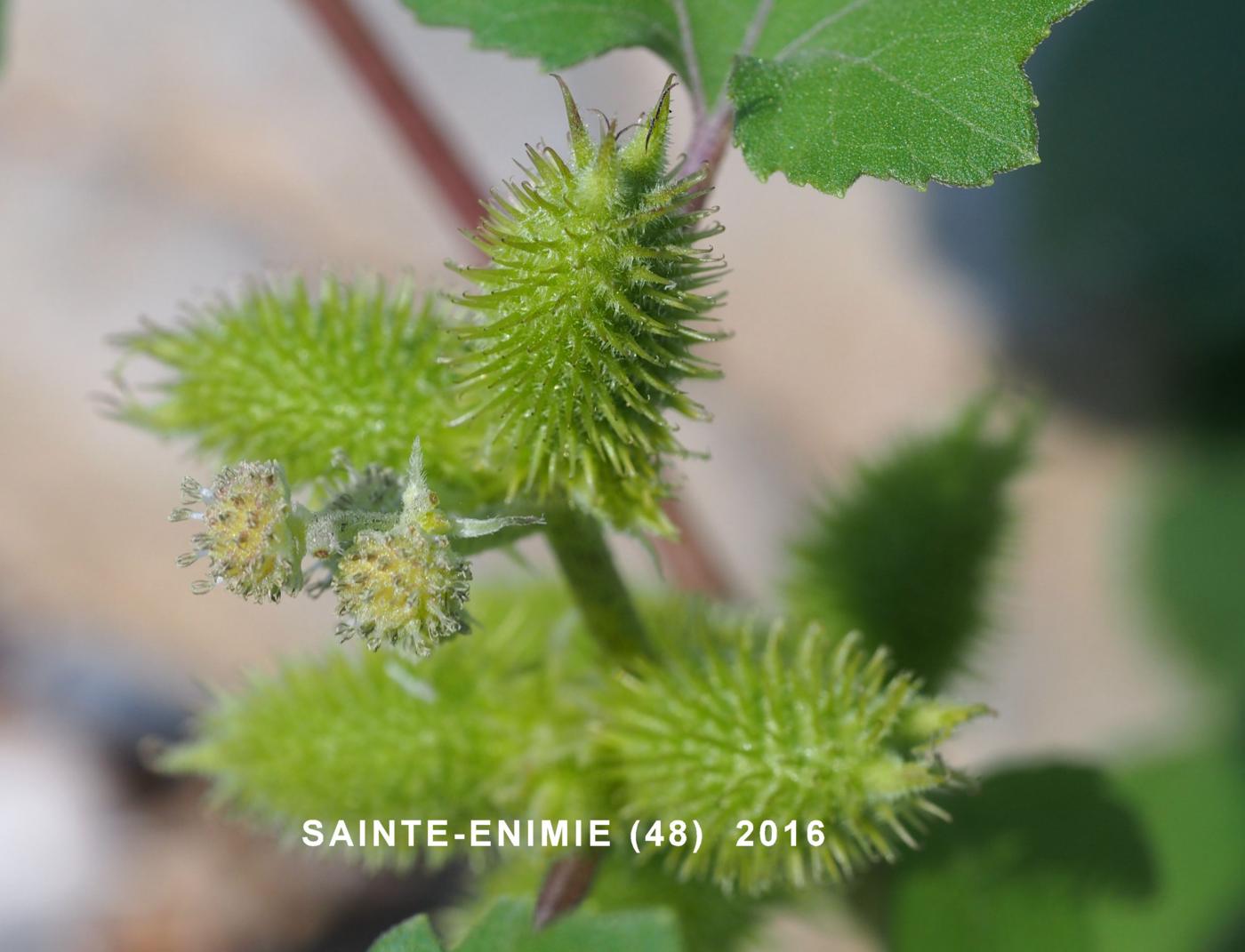 Burweed, Italian fruit